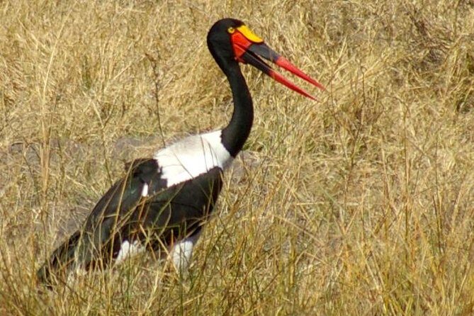 Moremi Game Reserve Day Trip - Final Thoughts