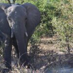 Moremi One Day Game Drive Safari - Pros and Cons Based on Real Feedback