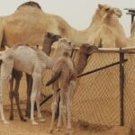Morning Desert Safari with Camel Ride and Sandboarding - What’s Not Included?