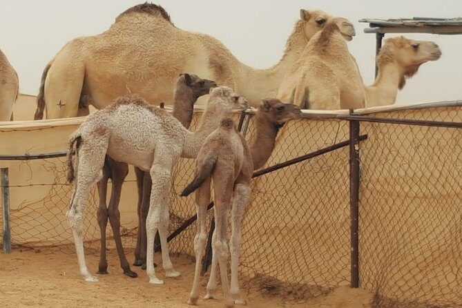 Morning Desert Safari with Camel Ride and Sandboarding - What’s Not Included?