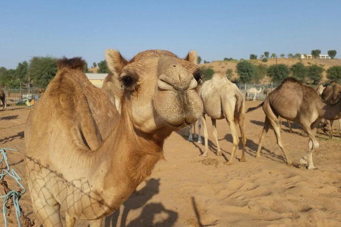Morning Desert Safari with Camel Rides, Sand Boards and Dune Bashing - The Good and the Not-So-Good