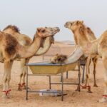 Morning Dubai Desert Safari with Camel Ride & Sand boarding - What Travelers Are Saying