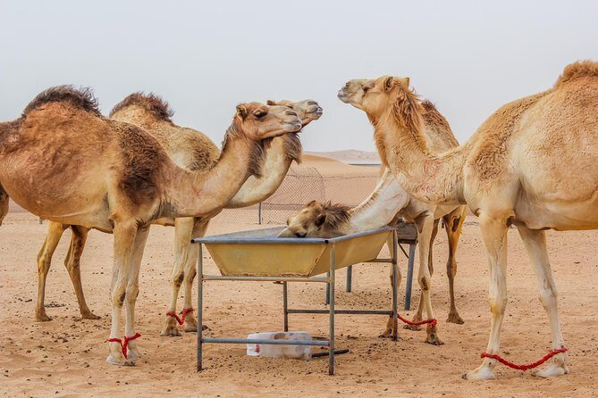 Morning Dubai Desert Safari with Camel Ride & Sand boarding - What Travelers Are Saying