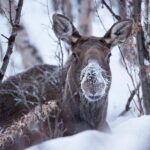 Morning hike in Abisko National Park - Price and Value