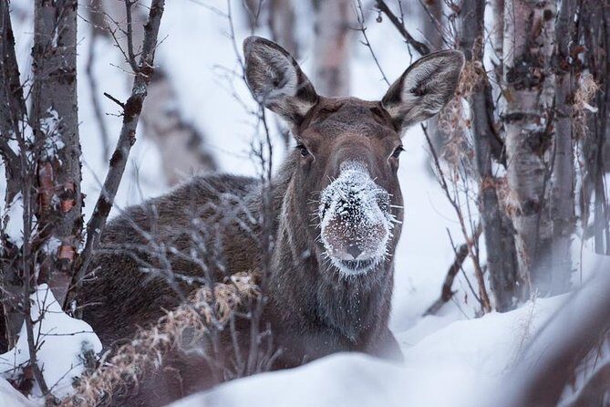 Morning hike in Abisko National Park - Price and Value