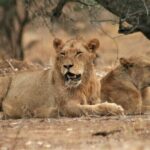 Morning Kruger National Park Safari - Why Choose This Tour?