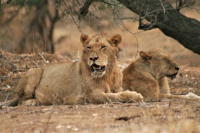 Morning Kruger National Park Safari - Why Choose This Tour?