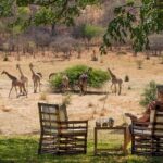 Morning or Afternoon Game Drive In Victoria Falls - Authentic Experiences from Reviewers
