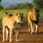 Morning or Afternoon Safari Tour - Detailed Breakdown of the Itinerary
