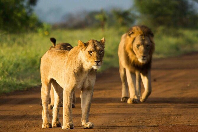 Morning or Afternoon Safari Tour - Detailed Breakdown of the Itinerary