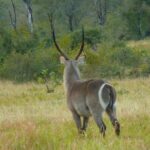 Morning Safari in Kruger National Park from Hazyview (AM KNP) - What Sets This Tour Apart?