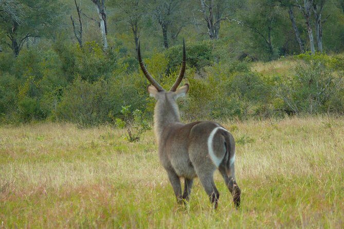 Morning Safari in Kruger National Park from Hazyview (AM KNP) - What Sets This Tour Apart?