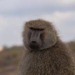Morning Safari Nairobi Park/elephant Orphanage/giraffe Centre - What You Can Expect from Transportation and Duration