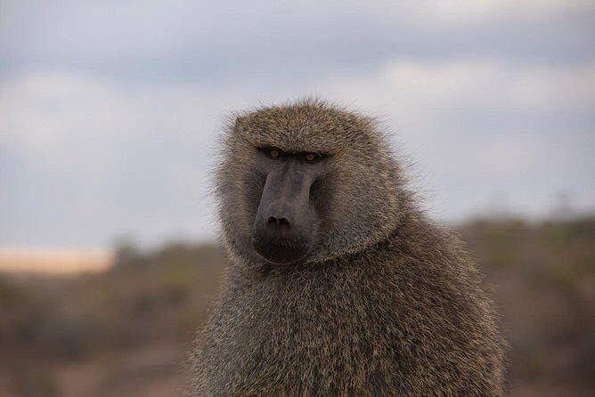 Morning Safari Nairobi Park/elephant Orphanage/giraffe Centre - What You Can Expect from Transportation and Duration