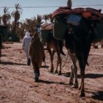 Morocco Desert Trek 4 Days: 2 days on foot in Morocco - Practical Tips for Future Travelers