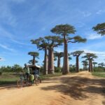 Morondava Day Tour to Kirindy Park and Baobab Avenue - What to Expect from the Experience
