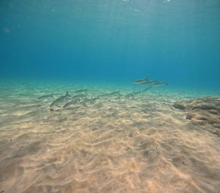 Morro Jable: Try Out Diving, No Prior Experience Needed! - What to Expect During Your Dive