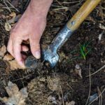 Motovun: Truffle Hunt & 3-Course Brunch with Locals - An In-Depth Look at the Tour