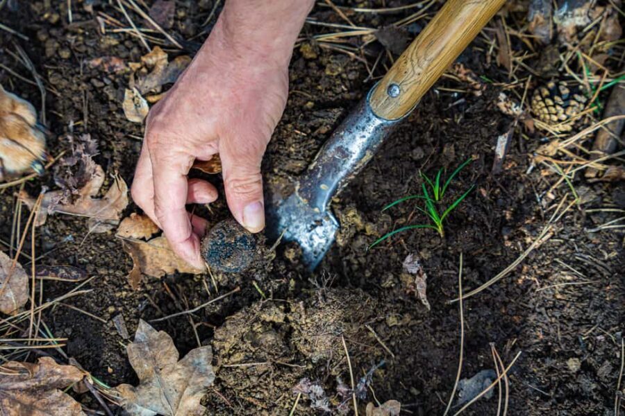 Motovun: Truffle Hunt & 3-Course Brunch with Locals - An In-Depth Look at the Tour