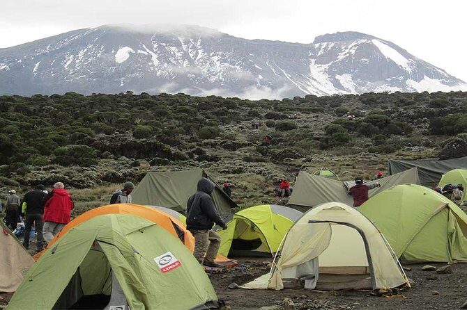 Mount Kilimanjaro climbing,7 days Lemosho Route. - What Travelers Say: A Closer Look at Authentic Experiences