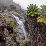 Mount Kilimanjaro Trek 8 days Lemosho Route - The Experience: What You’ll Actually Encounter