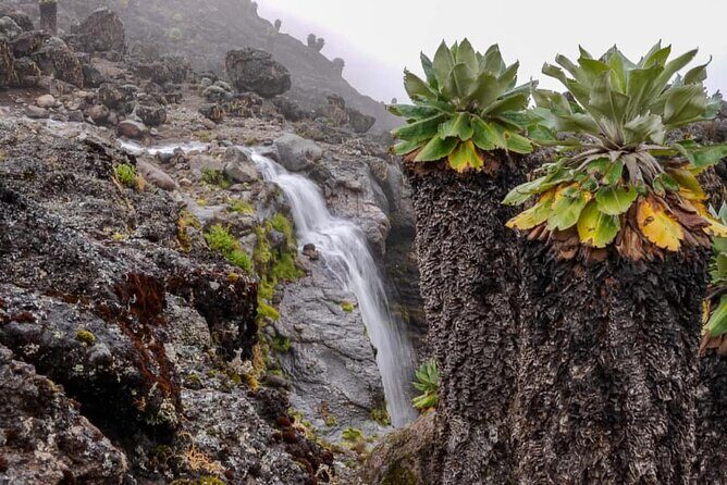 Mount Kilimanjaro Trek 8 days Lemosho Route - The Experience: What You’ll Actually Encounter