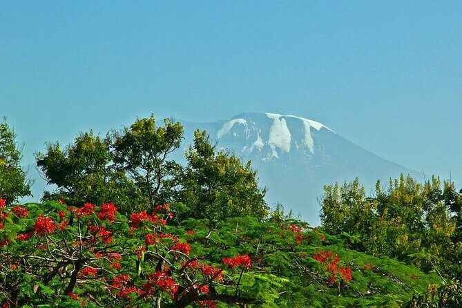 Mountain Kilimanjaro Climbing 8 Days Lemosho Route - What You Should Know Before Booking