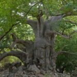 Mountain Tour - Darbat falls, Jebel Samhan, sinkholes, baobabs - Who Will Love This Tour?
