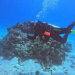 Moving Underwater 2 professional diving with lunch - The First Dive: Vibrant Coral Reefs and Colorful Fish