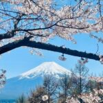 Mt. Fuji, Cherry Blossom & Shiba Sakura Pvt. Day Tour - Reviews and Insights