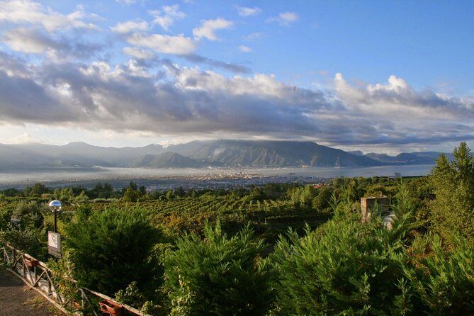 Mt. Vesuvius Wine Tasting and Lunch Experience from Pompeii - The Vineyard Tour: Insight and Authenticity