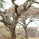 Multi-Day Camping Safari Experience in Arusha - An In-Depth Look at the Safari Itinerary