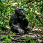 Multi Day Private Gorillas and Chimpanzee Trekking Tour in Uganda - Practicalities and Value