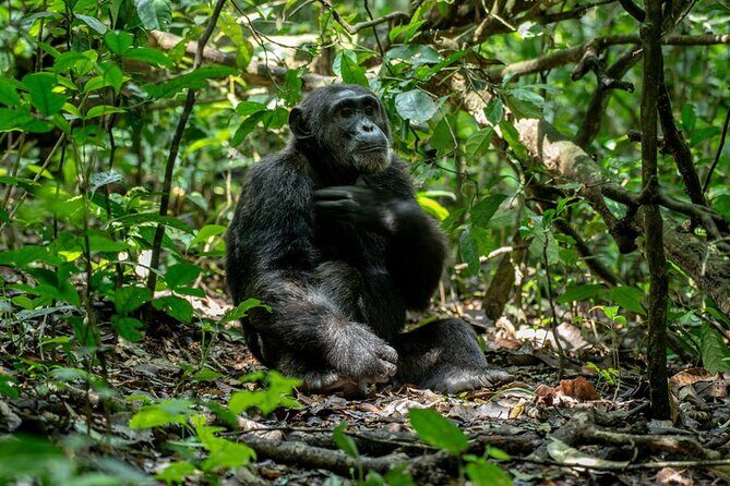 Multi Day Private Gorillas and Chimpanzee Trekking Tour in Uganda - Practicalities and Value