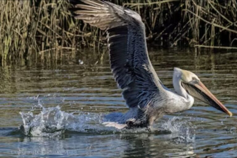 Murrells Inlet: Saltwater Marsh Eco Tour w/ Marine Biologist - What Makes the Tour Special?