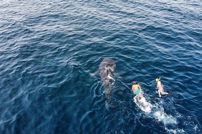 Muscat Snorkeling Trip to Daymaniyat Islands with BBQ lunch - What to Expect from the Trip