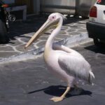 Mykonos: Cruise Ship Terminal Pickup & Sightseeing Tour - Insights from Reviews