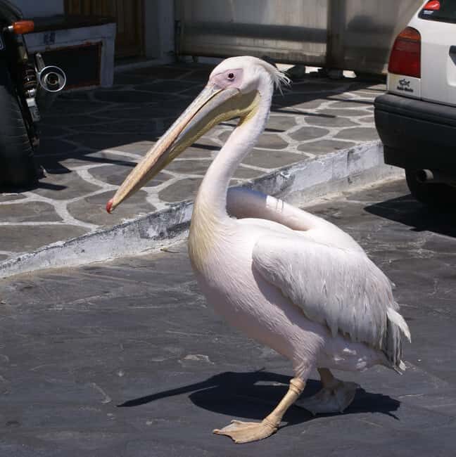 Mykonos: Cruise Ship Terminal Pickup & Sightseeing Tour - Insights from Reviews