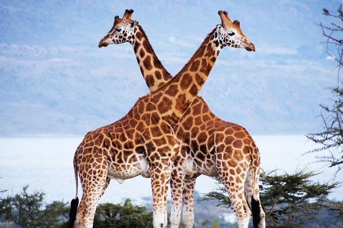 Nairobi Airport Layover Half Day Tour Nairobi National Park - What the Reviews Say