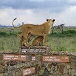 Nairobi Airport Layover Half Day Tour to Nairobi National Park - Exploring Nairobi National Park on a Half-Day Basis