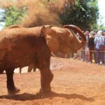 Nairobi Airport Layover : Tour Elephant Orphanage and Giraffe Center - Who Will Benefit Most from This Tour?
