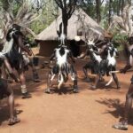 Nairobi city sights, Giraffe Encounters and Bomas Kenya Tour - Practical Considerations