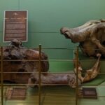 Nairobi City Tour: Nairobi Museum, KICC Rooftop & Railway Museum - Who Will Love This Tour?