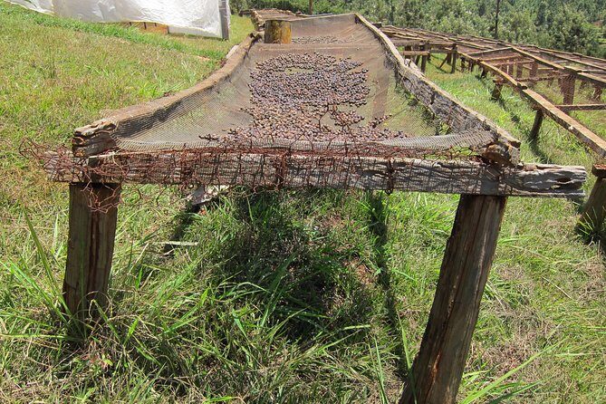 Nairobi Coffee Farm and Factory Tour - Key Points