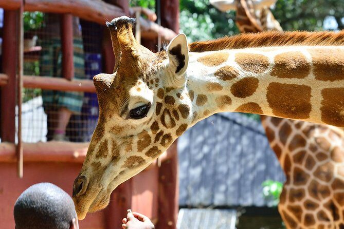 Nairobi Highlights: Karen Blixen, Beads Factory & Giraffe Center Day Tour - What the Tour Includes and What You Should Keep in Mind