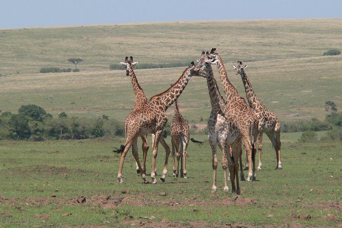 Nairobi layover - Exploring the Nairobi National Park Experience