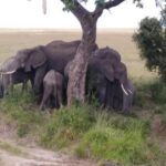 Nairobi National park - Practical Details: What You Need to Know