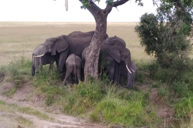 Nairobi National park - Practical Details: What You Need to Know
