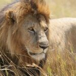 Nairobi National Park 6 am Group-Joining Game Drive - Authentic Experiences and Insider Insights