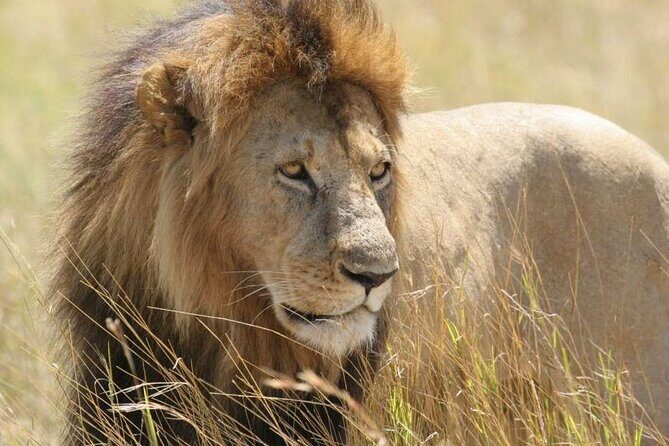 Nairobi National Park 6 am Group-Joining Game Drive - Authentic Experiences and Insider Insights